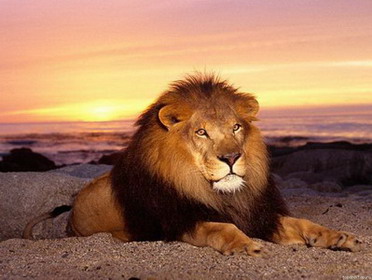 lion country safari