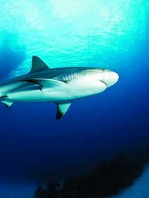 богатый подводный мир багам. путешествие к акулам