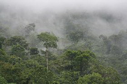 леса амазонии, штат амазонас