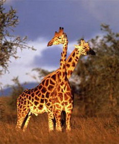 национальный парк уганды - долина кидепо