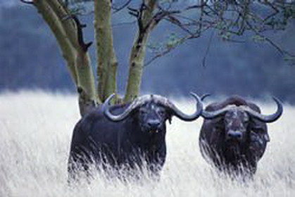 национальный парк уганды – семулики