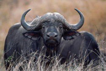 национальный парк южной африки - крюгер
